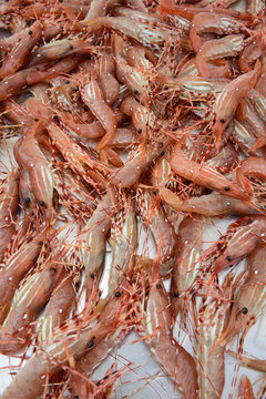 Canada, British Columbia, Vancouver Island. Spot Prawns For Sale In Cowichan Bay