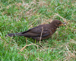 Female Blackbird foraging in the Ground