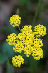 Canada, British Columbia, Vancouver Island. Spring Gold (Lomatium utriculatum), Cowichan Garry Oak Preserve