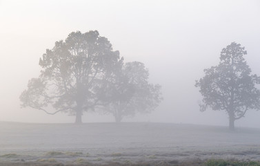 Canada, British Columbia, Vancouver Island, Cowichan Valley. Oak trees in the fog