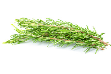 Fresh branch of rosemary herb isolated on white background