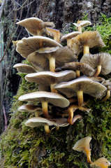 Fototapeta premium Canada, British Columbia, Vancouver Island. Underside of large brown mushrooms showing the gills