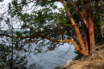 Canada, British Columbia, Gulf Islands, Wallace Island. Arbutus tree (Arbutus menziesii)