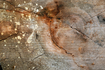 Canada, British Columbia, Cabbage Island. Cut cedar log showing age rings