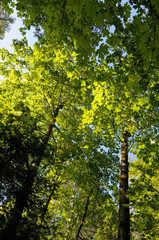 Fototapeta premium Canada, British Columbia, Gulf Islands, Wallace Island. Backlit maple trees on a trail