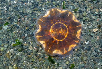 Canada, British Columbia, Gulf Islands, Portland Island. Lion's Mane Jellyfish (Cyanea capillata) on a rocky beach