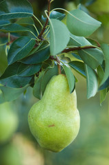 NA; Canada; British Columbia; Okanagan Valley; Bartlett Pear (Selective Focus)