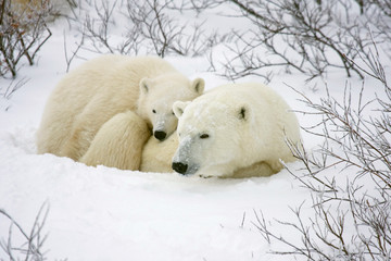 Obraz na płótnie Canvas Polar bear (Ursus maritimus) female and cub, Churchill, Manitoba, Canada.