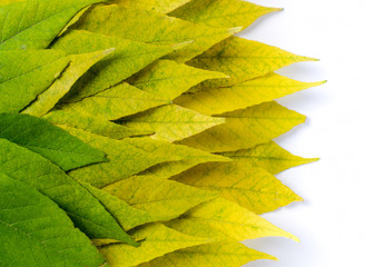 Autumn season background with bright leaves colored from green to yellow. Gradient colors of the...