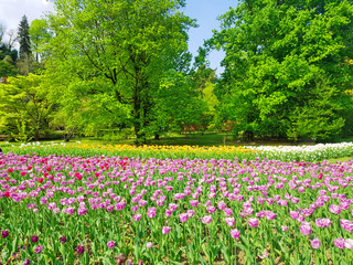 Bright colorful tulip flowers blooming in a park on spring background, Spring blooming tulip flowers blossom scene,  Field of brightly colored spring tulip flowers.