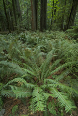 Huge Ferns and Trees at Cathedral Grove in MacMillan Provincial Park, British Columbia, Canada, September 10, 2006