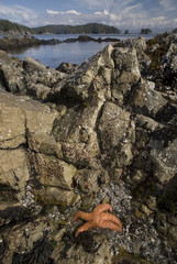 Broken Island Group, Pacific Rim National Park Preserve, British Columbia, Canada, September 2006