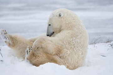 Obraz na płótnie Canvas Polar Bear (Ursus maritimus) female Churchill, Manitoba, Canada.