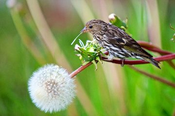 A Pine Siskin (Carduelis Pinus) pecks seeds from a dandelion.