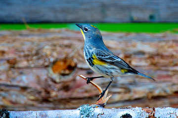 The Audubon's warbler (Setophaga auduboni or Setophaga coronata auduboni) is a small New World warbler.