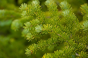 Canada, Newfoundland and Labrador, L'Anse Aux Meadows. Spruce trees.
