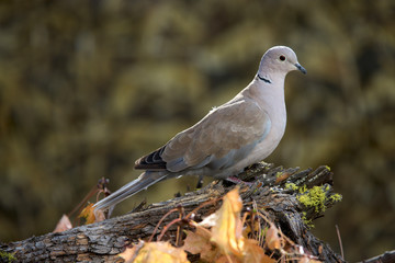 The Eurasian Collared Dove, simply called the collared dove, is a species of dove native to warm temperate and subtropical Asia, and introduced in North America in the 1980's. Streptopelia decaocto