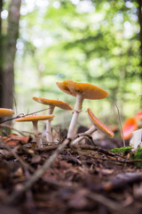 Fliegenpilze im Wald