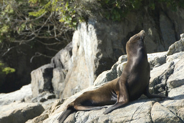 Obraz premium Sea Lions Cavorting Near Batley Island, Broken Island Group, Pacific Rim National Park Preserve, British Columbia, Canada, September 2006