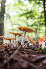 Fliegenpilze im Wald