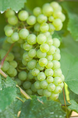 NA; Canada; British Columbia; Okanagan Valley; Pinot Blanc Grapes (Selective Focus)