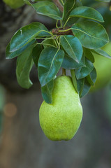 NA; Canada; British Columbia; Okanagan Valley; Bartlett Pear (Selective Focus)
