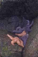 Ochre Stars (Pisaster ochraceus) Cling to Rocks Awaiting the Tide, Broken Island Group, Pacific Rim National Park Preserve, British Columbia, Canada, September 2006