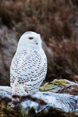Canada, British Columbia, Snowy Owl Waiting to Hunt