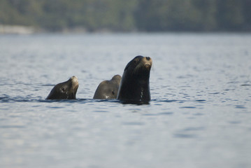 Fototapeta premium Sea Lions Cavorting Near Batley Island, Broken Island Group, Pacific Rim National Park Preserve, British Columbia, Canada, September 2006