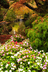 Fototapeta premium Creek near Japanese Maple Trees, Beacon Hill Park, Victoria, British Columbia capital of BC, British Columbia, Canada