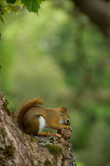 Canada, Nova Scotia, Halifax. Public Gardens, historic Victorian city garden created in 1836. Squirrel.