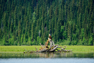 A bald eagle (Haliaeetus leucocephalus perching on a dead tree scans the marsh of Bowron Lake in Bowron Lake Provincial Park, B.C.