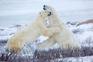 Obraz na płótnie Canvas Polar Bears (Ursus maritimus) sparring in Churchill Wildlife Management Area, Churchill, Manitoba, Canada