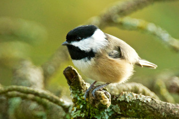 Fototapeta premium A Black-capped chickadee (Poecile atricapillus) perching. A common northern non-migratory songbird of forests.