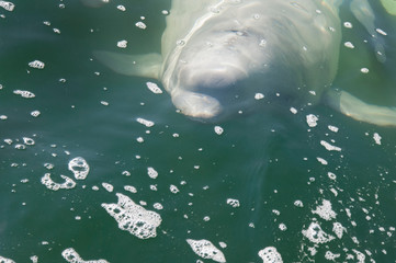 Canada, Manitoba, Churchill. Churchill River Estuary, wild beluga whales (Delphinapterus leucas).