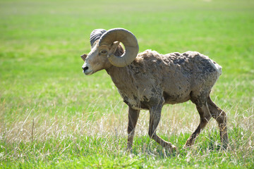 Rocky Mountain Bighorn ram, full curl, mature.