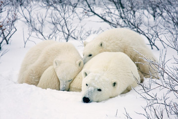 Fototapeta na wymiar Polar Bears (Ursus maritimus) female and two cubs, Churchill Wildlife Management Area, Manitoba, Canada.