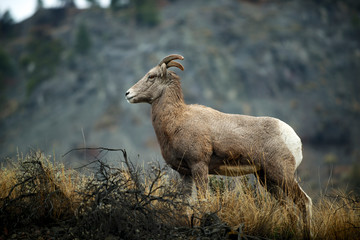 Rocky Mountain Bighorn sheep ewe in the Cascade mountains of British Columbia along the Thompson River.