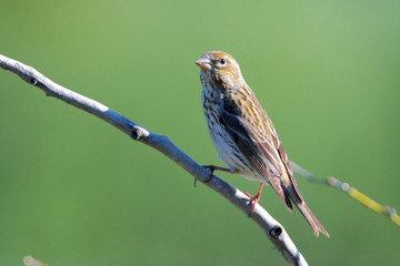 Purple finch. (Haemorhous purpureus).