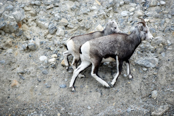 Naklejka na ściany i meble The Stone sheep (or Stone's sheep), Ovis dalli stonei, is a southern subspecies of Dall sheep, Ovis dalli, native to northwestern North America. Ewe and lamb.