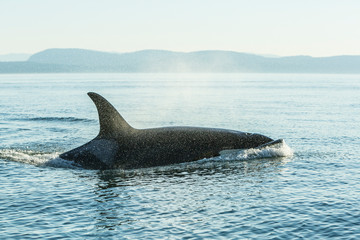 Fototapeta premium Surfacing resident Orca Whales (Orcinus orca) at Boundary Pass, border between British Columbia Gulf Islands Canada and San Juan Islands, Washington State