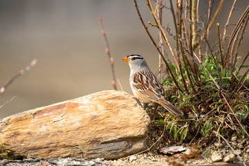The white-crowned sparrow (Zonotrichia leucophrys) is a medium-sized sparrow native to North America.