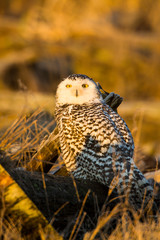 Canada, British Columbia, Snowy Owl Waiting for Prey