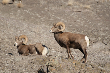 Fototapeta premium Rocky Mountain Bighorn sheep in the Cascade mountains of British Columbia along the Thompson River.