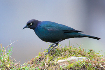 The Brewer's blackbird (Euphagus cyanocephalus) is a medium-sized New World blackbird, known for its iridescent coloring and breeding displays.