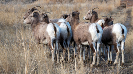 Rocky Mountain Bighorn sheep in the Cascade mountains of British Columbia along the Thompson River. Ewes about to flee.