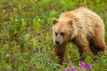 Canada, Yukon Territory, Destruction Bay. Grizzly bear (Arctos Horribilis) grazing on plants alongside the Alaska Highway