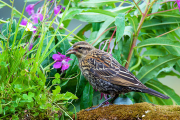 The red-winged blackbird is a passerine bird of the family Icteridae found in most of North America. Agelaius phoeniceus
