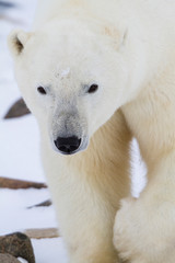 Polar Bear (Ursus maritimus) Churchill Wildlife Management Area, Churchill, Manitoba, Canada.