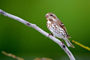 A female Pine Siskin (Carduelis pinus).